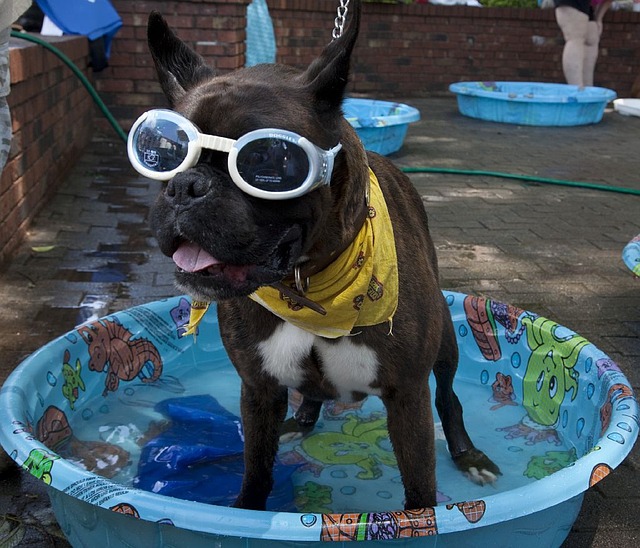 small dog wearing sunglasses and in a wading poo;