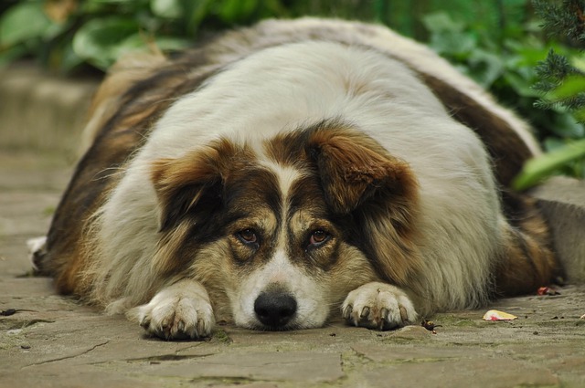 Obese dog lying down