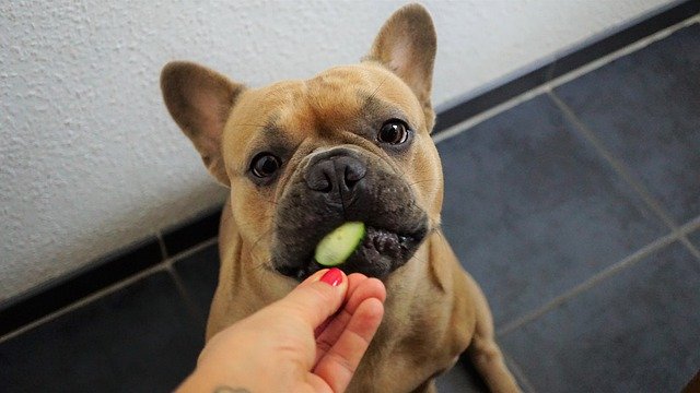 french bulldog, eating a cucumber fed by hand