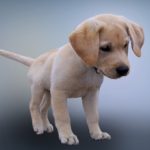 young lab puppy