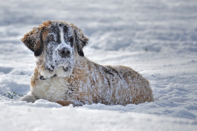 Saint Bernard in the snow