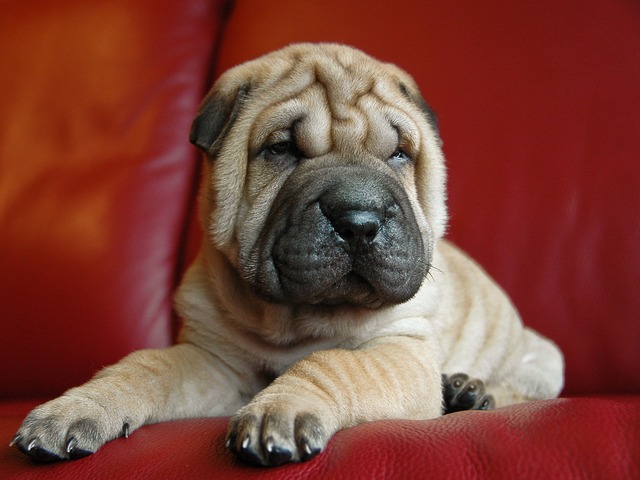  Sharpei puppy on a red couch