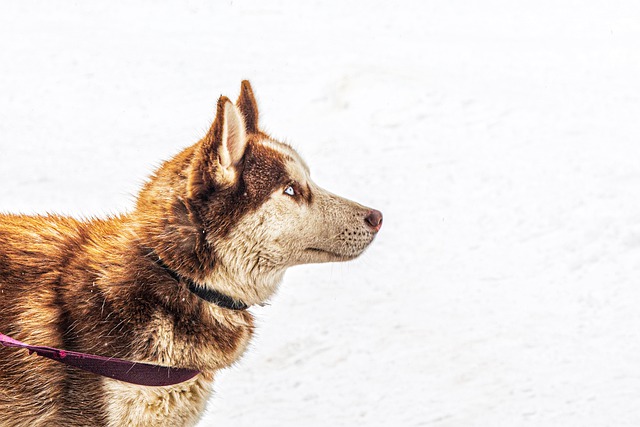 snow sled dog 