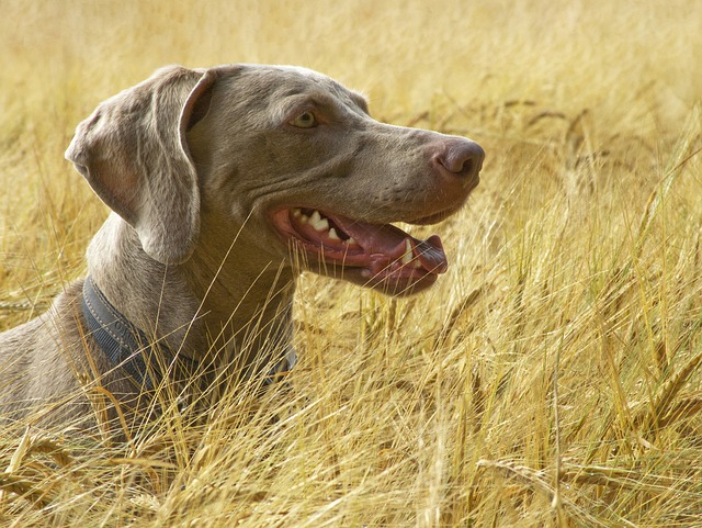 hunting dog in the field at risk of flea borne diseases