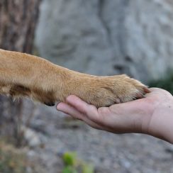 dog paw in a man's hand