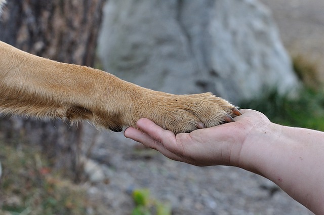 dog's paw in a human hand, friendship