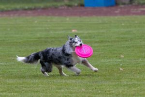 dog playing with a Frisbee