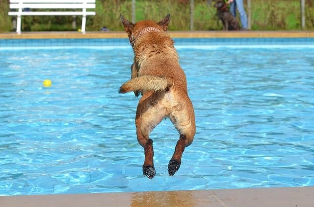 dog jumping inot a pool to cahse a ball