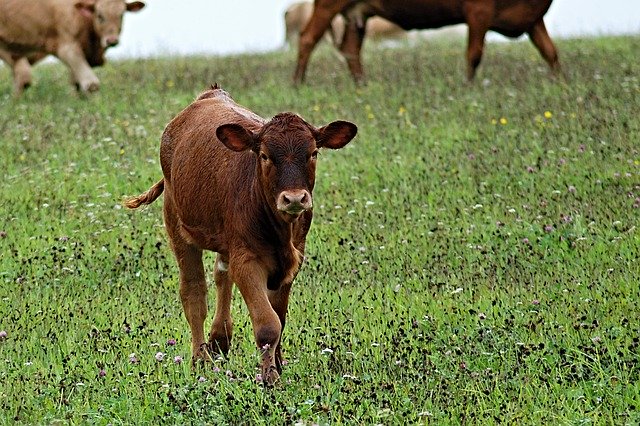 First time calf sees grass