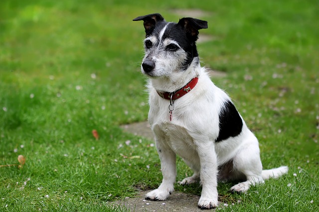 Senior Jack Russell Terrier sitting on the grass looking slightly confused
