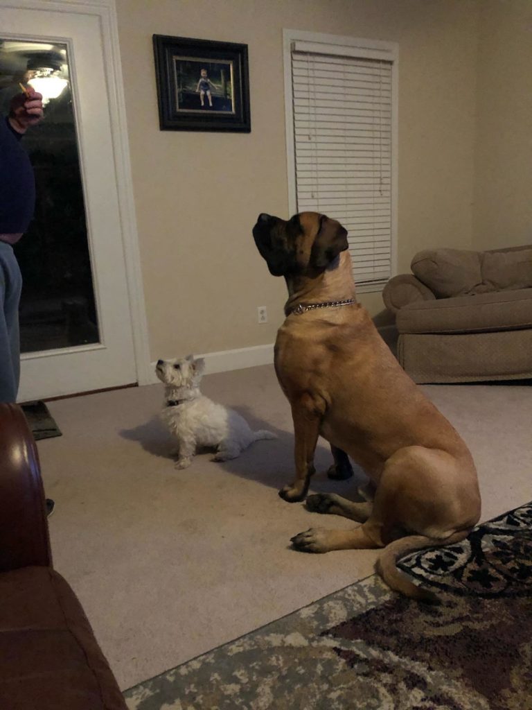 Huge dog and his tiny buddy at attention