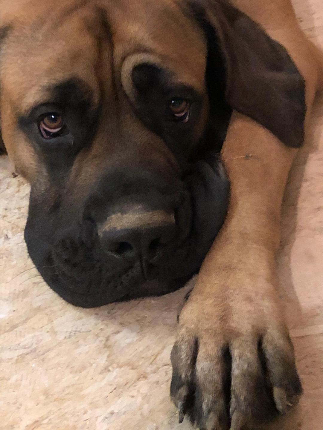sad looking dog