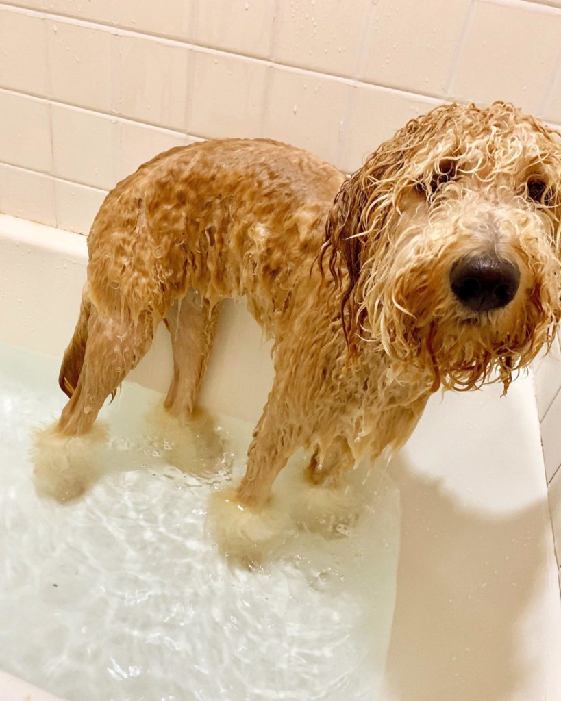 wet dog in tub does not look happy