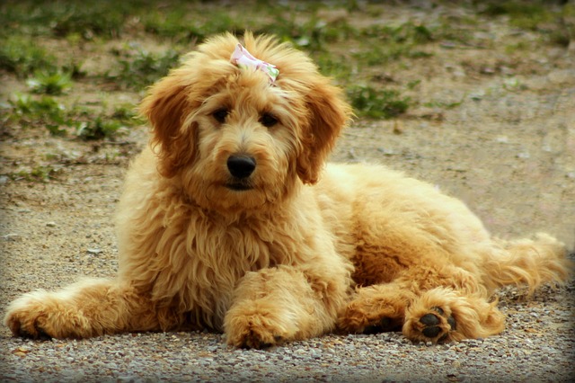 goldendoodle, puppy, a mix of two dog breeds