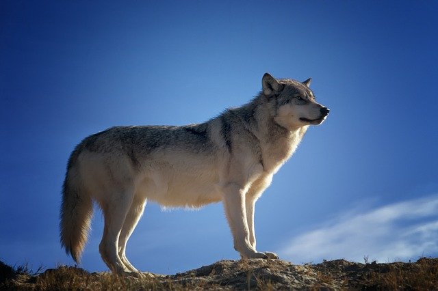 wolf, predator, wildlife. earliest of dog breeds