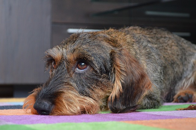 wire coat dachshund, puppy eyes, animal