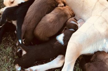 Mama Lab nursing her babies