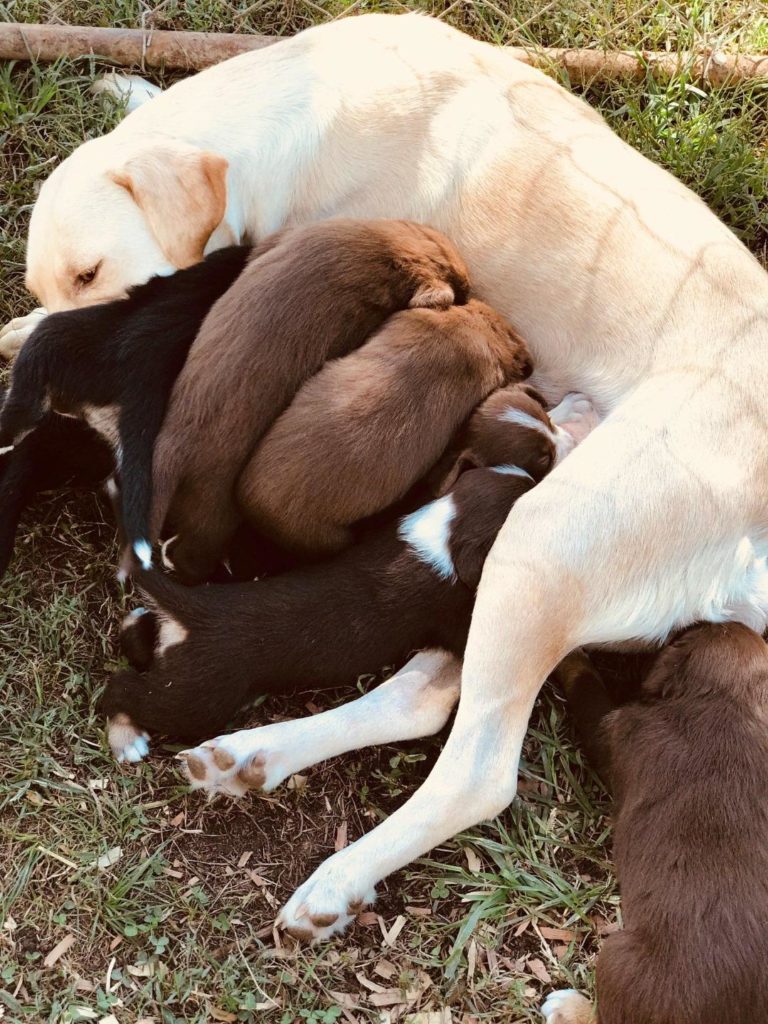 Pregnant dog was rescued and now nursing her puppies