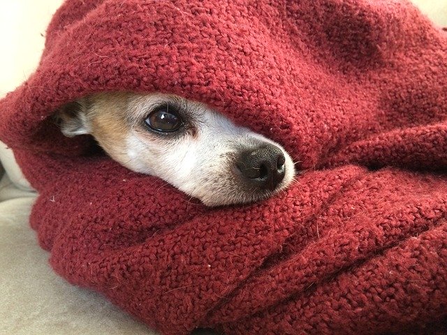 chihuahua, dog, blanket