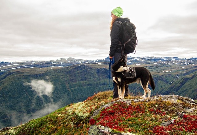 dog, mountains, hiking