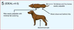 cartoon of dog weight comparisons graph 1
