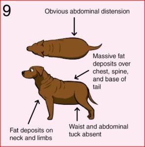 cartoon of dog weight comparisons