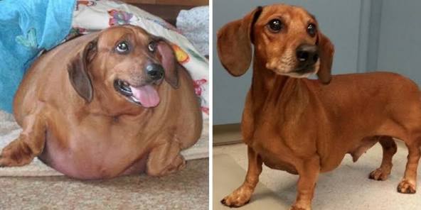 obese dog loses 55 pounds to save his life