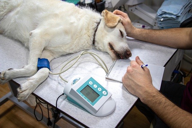 veterinary, dog;s reaction to Benedryl