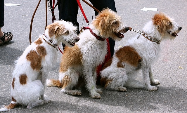 three small dogs on leashes on a walk outside the shelter