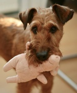 Terrier and his stuffed animal, a great dog's toy