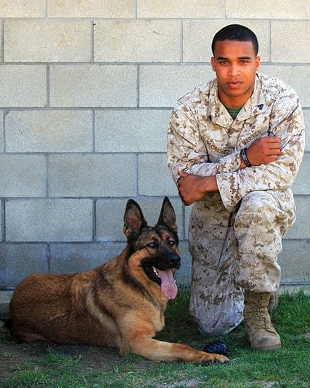 Military K-9 and a soldier