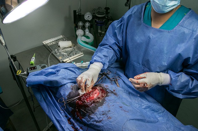 surgery, veterinary, operation to neuter a dog