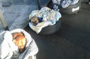 3 stray dogs in tire beds