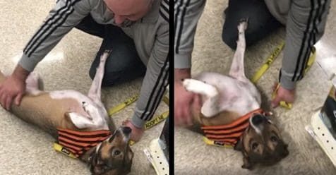 dog exposes tummy to be scratched