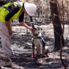 Dog sniffs out Koala in Australia fire