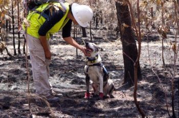 Dog sniffs out Koala in Australia fire