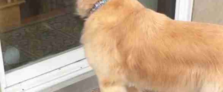 Golden Retriever at door waiting for owner to come home from work