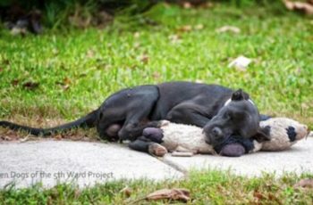 stray dog cuddles with stuffed animal for comfort