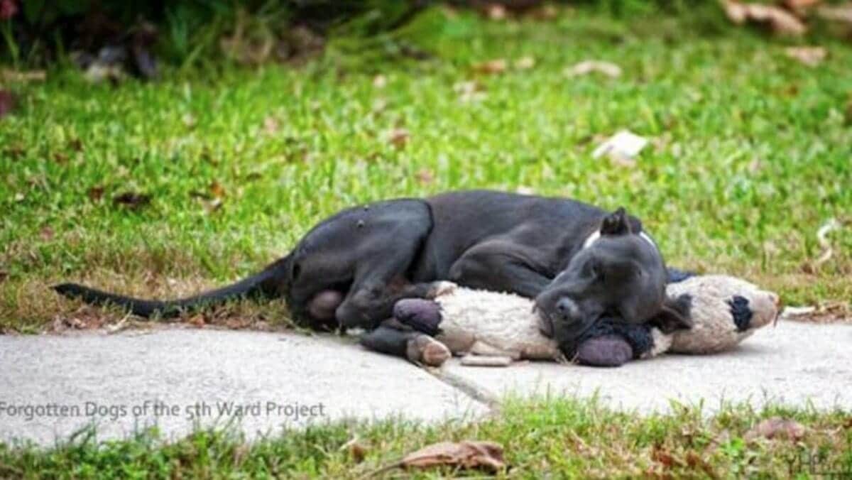stray dog cuddles with stuffed animal for comfort