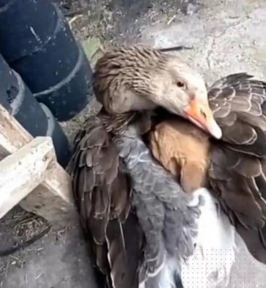 Goose saving a cold puppy