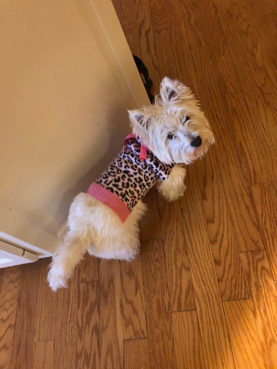 West Highland Terrier in a sweater