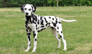 Dalmatian on the grass