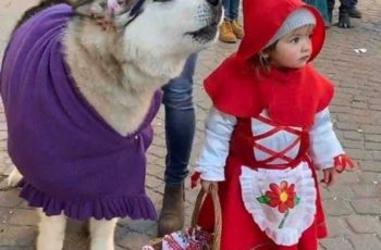 Little Red Riding Hood and the Big Bad WOlf dresses as granny