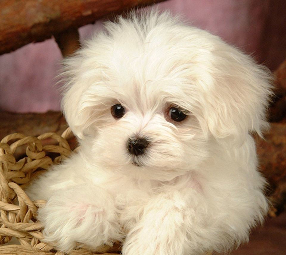 Maltese Terrier Puppy