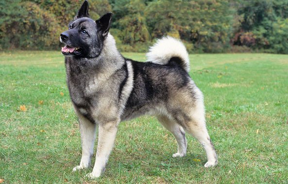 NORWEGIAN-ELKHOUND posed standing on the grass