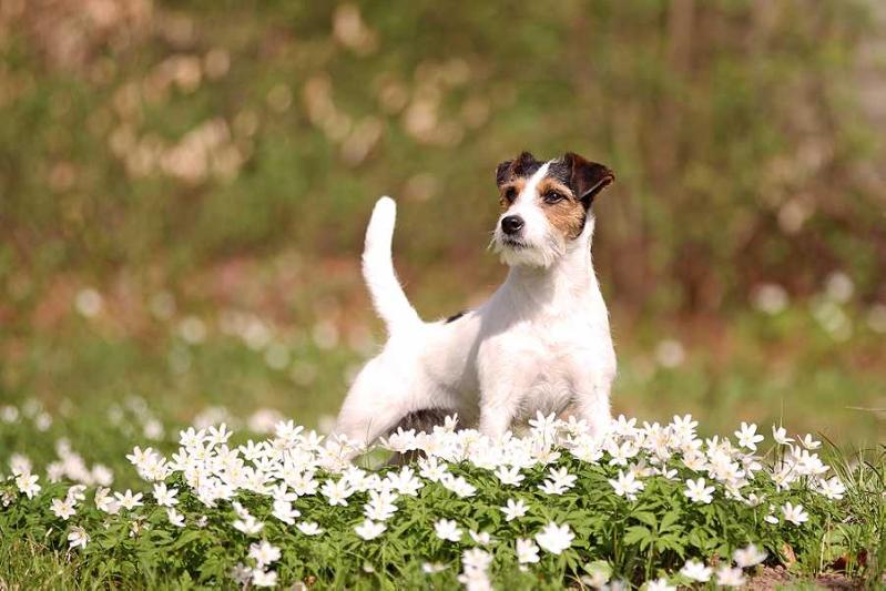  PARSON-RUSSELL-TERRIER in a field of posies