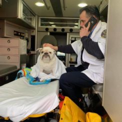 Tuff in ambulance being checked out