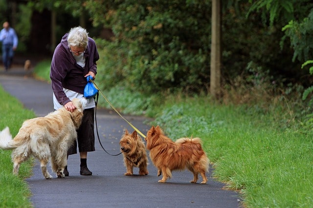 dog walker and 3 dogs on leashes