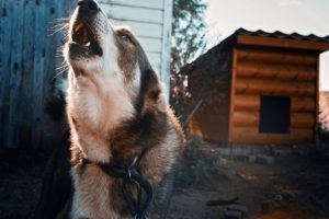 unhappy howling dog