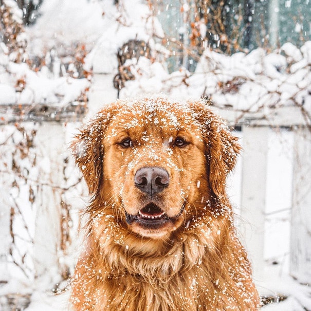 Golden-Retriever.In The Snow